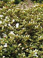 Rhododendron Liliiflorum (fam. Ericacees) (Chine) (02) (Photo F. Mrugala)